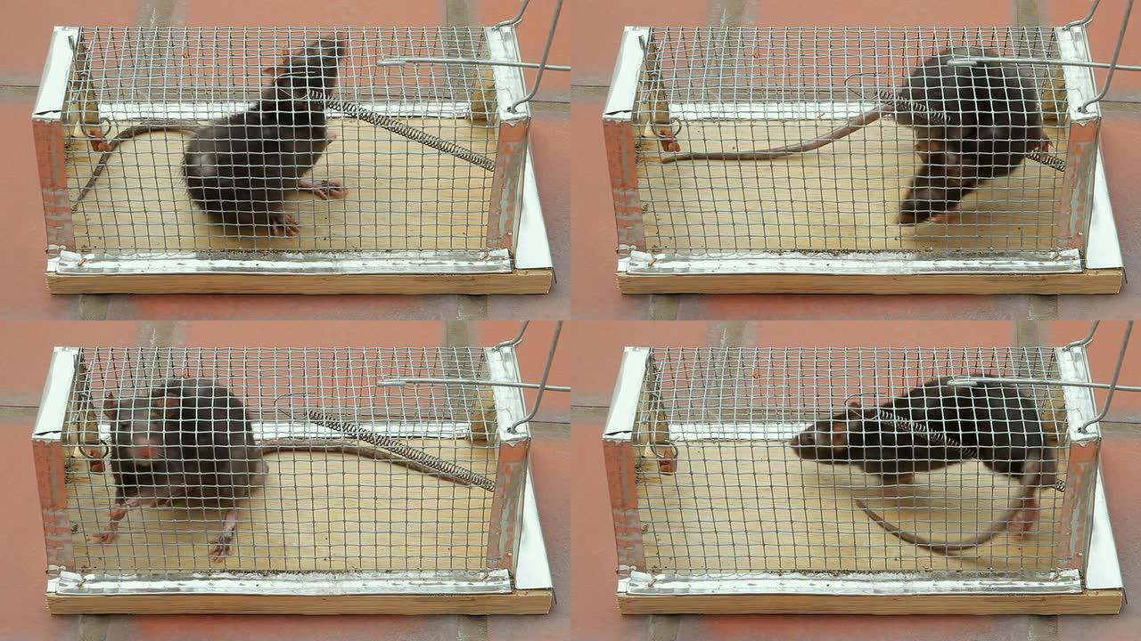 笼中的老鼠被困 (HD)