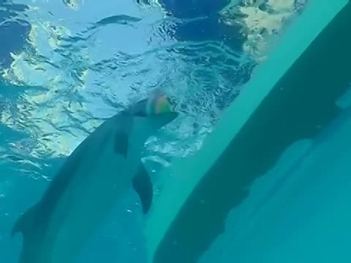 有趣的海豚玩球