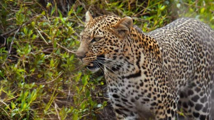 宏伟的豹子在野生动物保护区的草原上行走和寻找食物