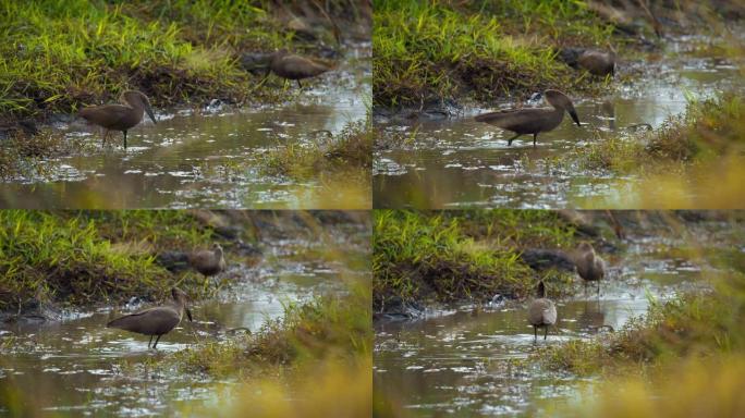一对锤头鸟或影子鸟 (Scopus umbretta) 在一个水坑。哈默科普斯在马赛马拉国家保护区沼