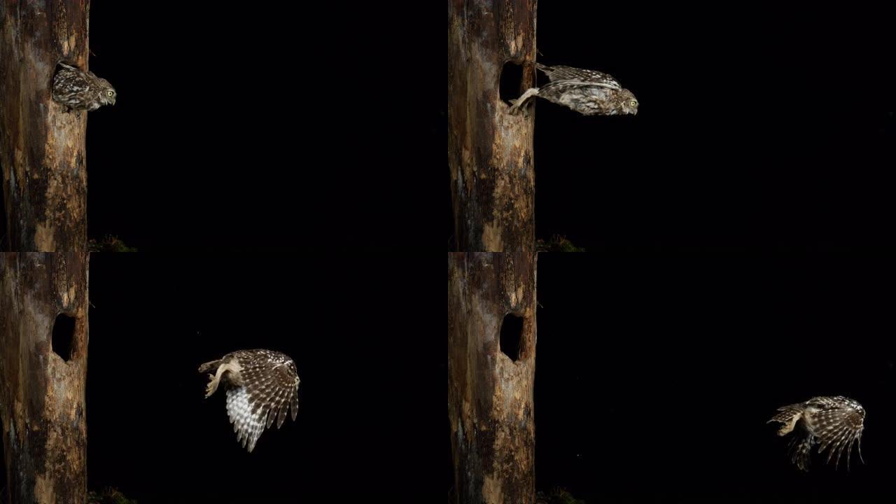 小猫头鹰，雅典娜夜蛾，成年飞行，从鸟巢起飞，诺曼底，慢动作4K