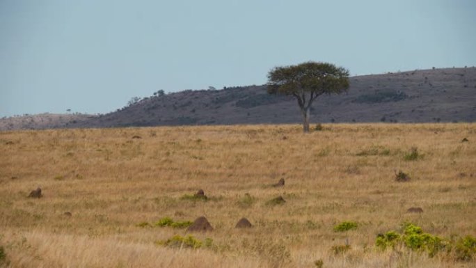 肯尼亚马赛马拉国家保护区景观上的相思树