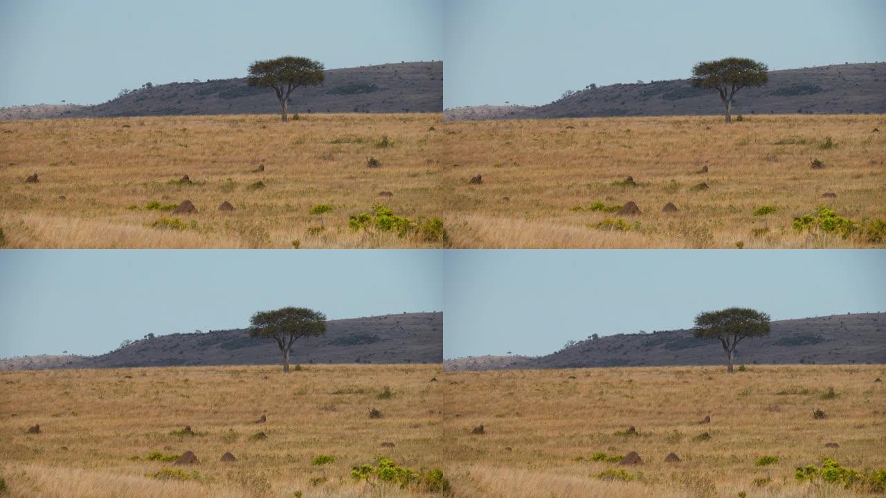 肯尼亚马赛马拉国家保护区景观上的相思树