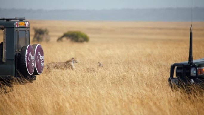 慢动作野生非洲猎豹在野生动物园汽车/车辆之间追逐黑斑羚