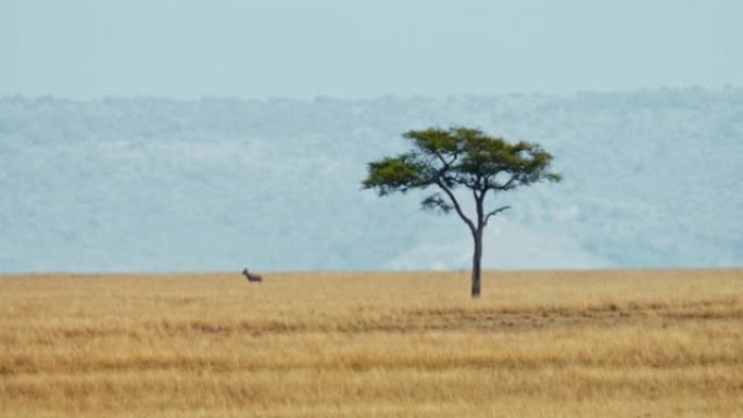 马赛马拉国家保护区大草原上的牛羚和相思树