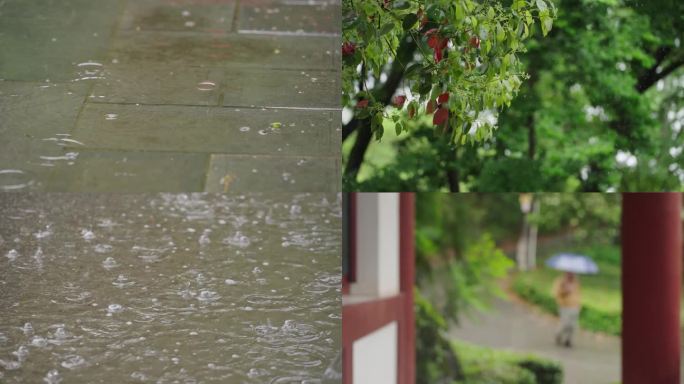 小雨 雨后 春雨 雨天 雨滴 树林