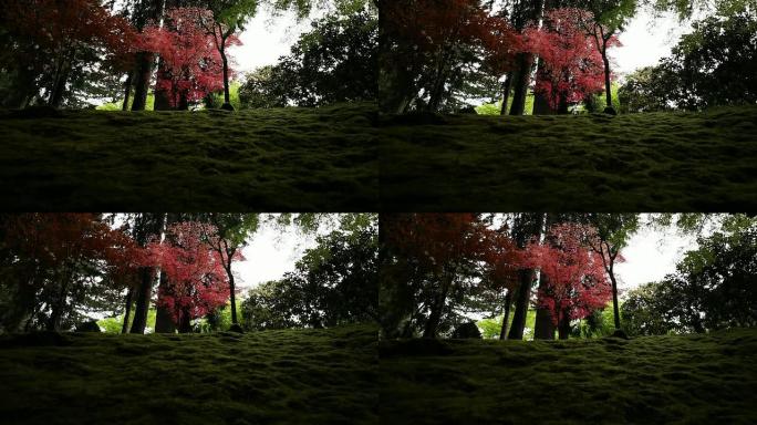 禅宗花园中的抽象孤立粉红树