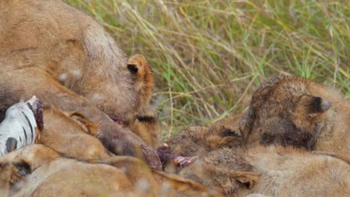 狮子之间正在争夺新杀死的斑马的大部分。狮子在野生动物保护区的草原上吃死斑马