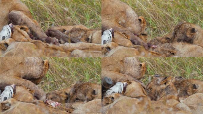 狮子之间正在争夺新杀死的斑马的大部分。狮子在野生动物保护区的草原上吃死斑马