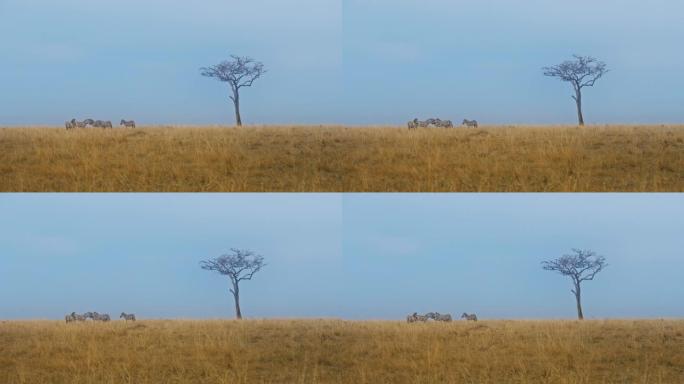 听说过斑马站在野生动物保护区的草原上。背景中的一棵相思树。