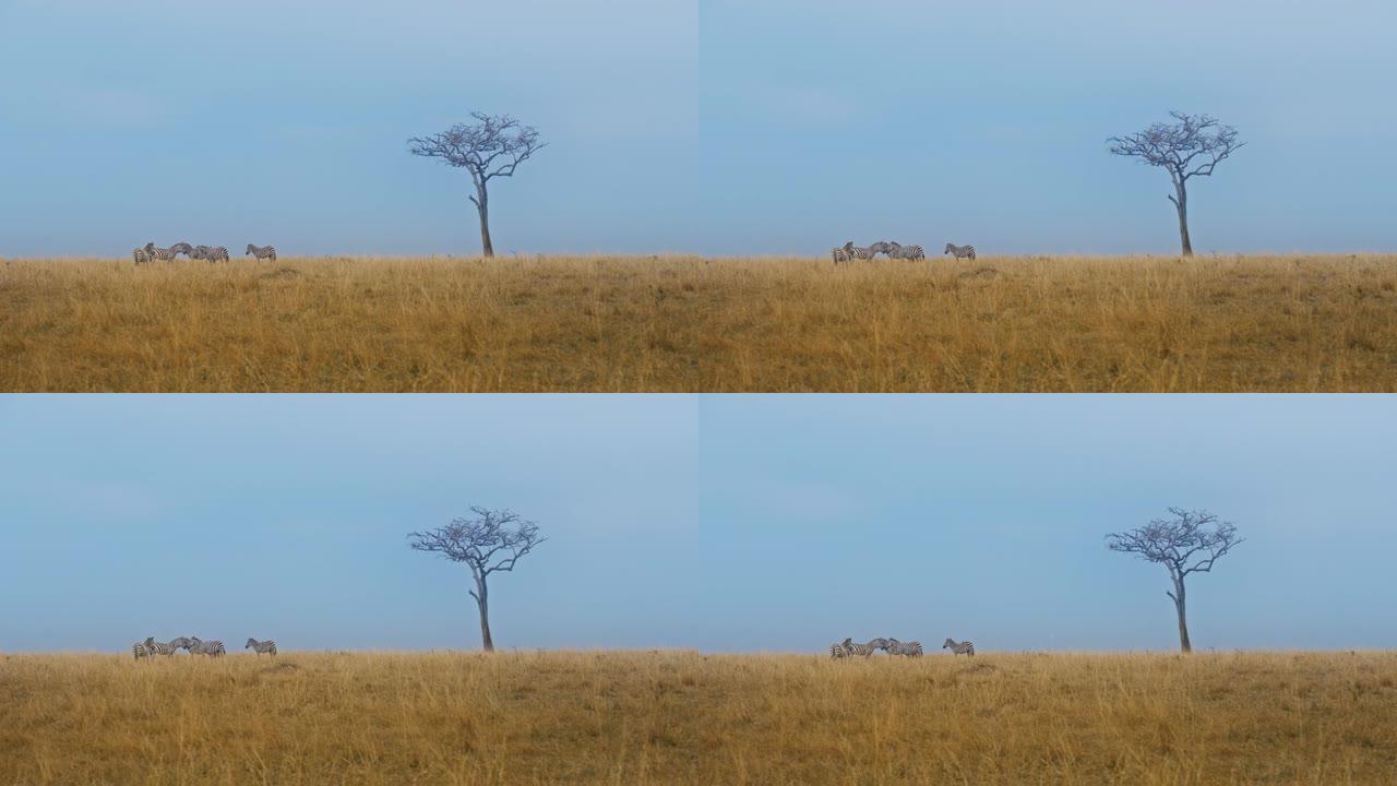 听说过斑马站在野生动物保护区的草原上。背景中的一棵相思树。