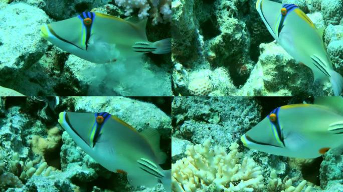 毕加索的金鱼鱼在珊瑚礁的背景下游泳。