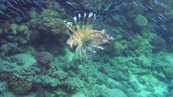 珊瑚礁附近常见的狮子鱼狩猎。