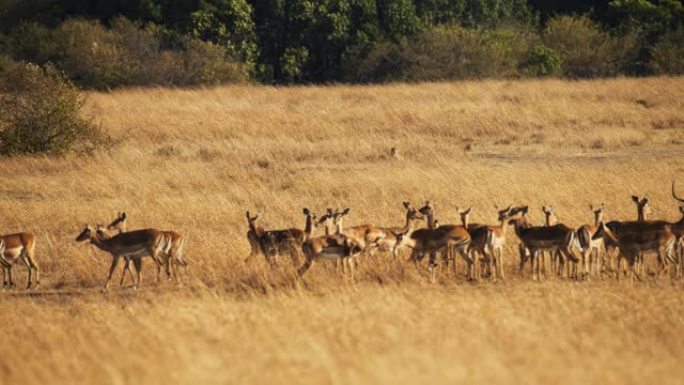 慢动作猎豹在野生动物保护区的草原上观看黑斑羚群。狩猎模式