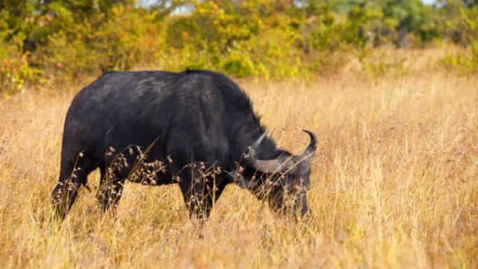 非洲公牛在马赛马拉国家保护区放牧