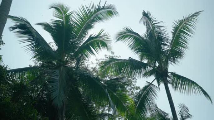 美丽的高大棕榈树生长在阳光明媚的日子