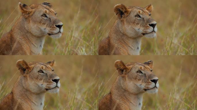 野生动物保护区草原上美丽的母狮的特写