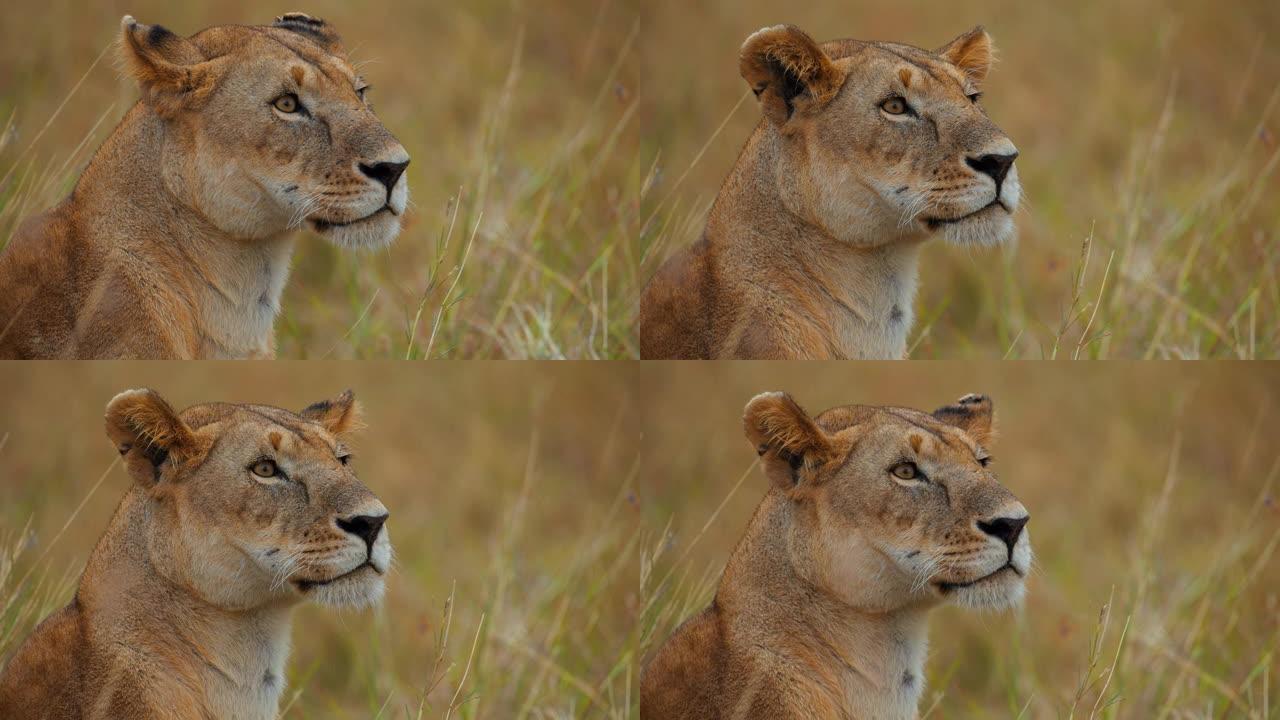 野生动物保护区草原上美丽的母狮的特写