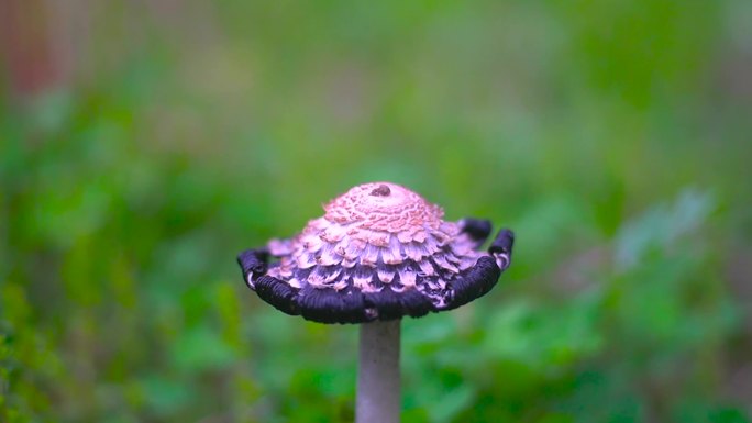 小清新野生菌野蘑菇毒蘑菇清新空镜头