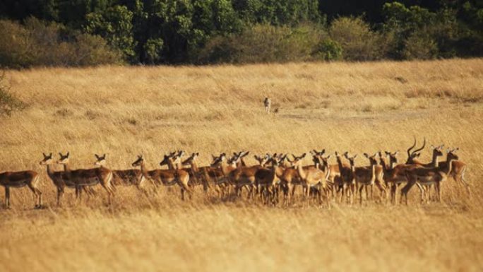 慢动作猎豹缓慢接近野生动物保护区草原上的黑斑羚群。伪装的猎豹看着它的下一个猎物。