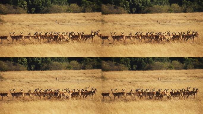 慢动作猎豹缓慢接近野生动物保护区草原上的黑斑羚群。伪装的猎豹看着它的下一个猎物。