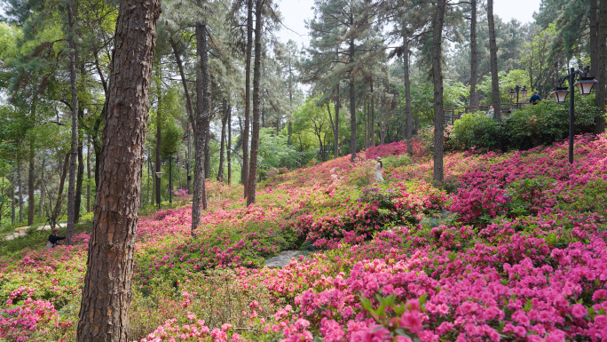 杭州临平山杜鹃花海