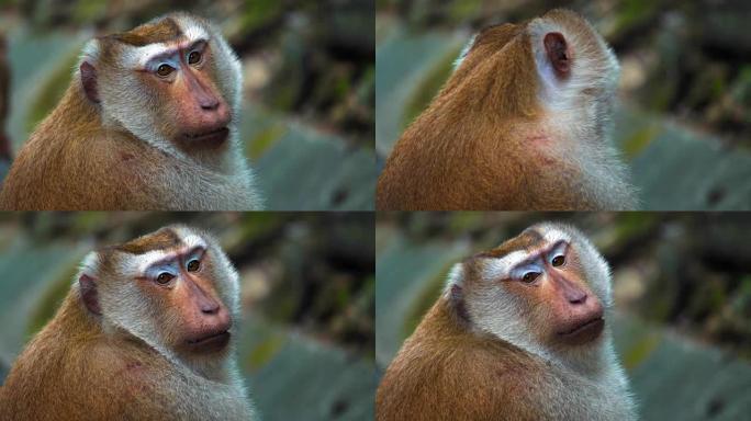 猴子的肖像，大脸。猴子坐着看着相机