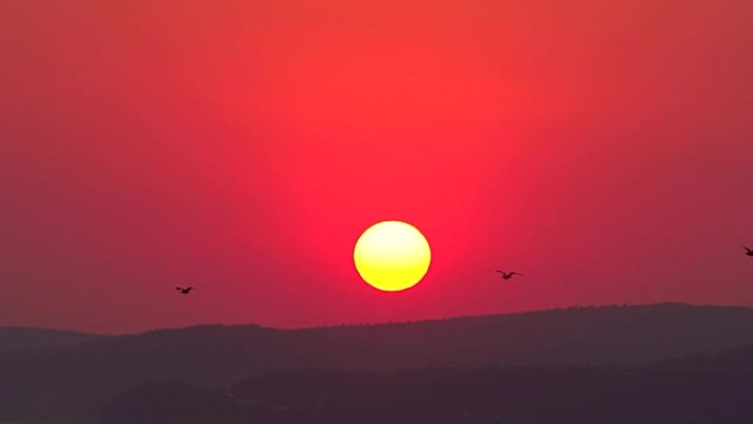 鸟儿在夕阳的橙色大圆盘前飞翔