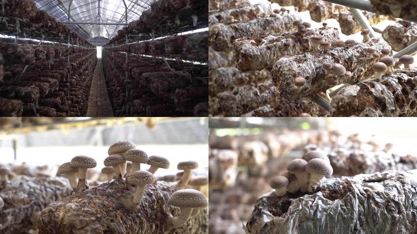 大棚香菇蘑菇菌菇养殖采摘A