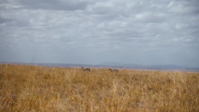 非洲伪装的猎豹在草原上行走