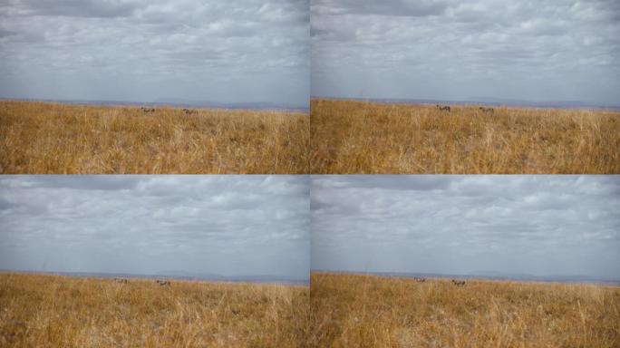 非洲伪装的猎豹在草原上行走
