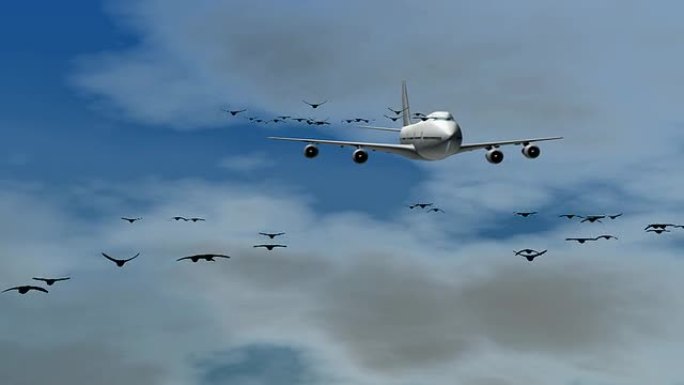 客机鸟击驱鸟超声波驱鸟危险