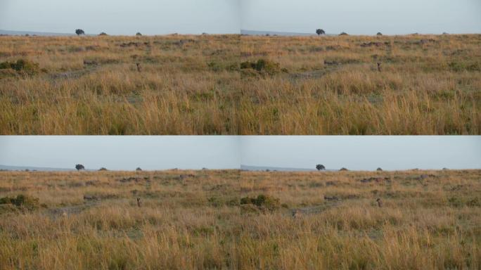 带有伪装颜色的鬣狗在野生动物保护区的草地上休息