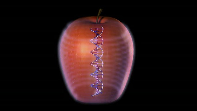 DNA产生的苹果
