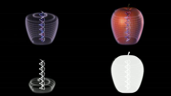 DNA产生的苹果