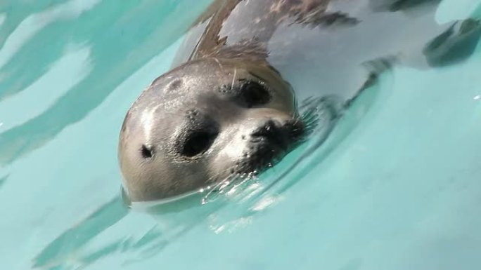 海豹突击队的特写镜头。