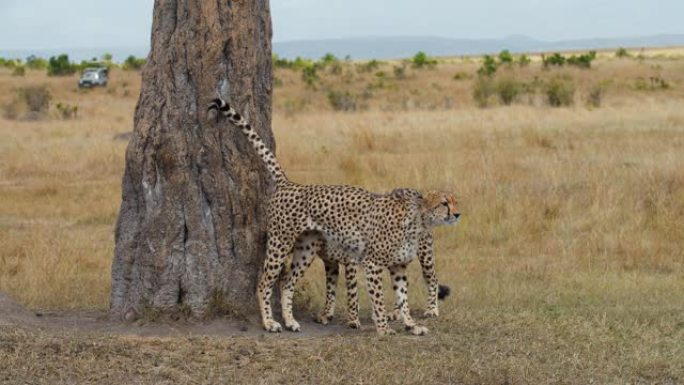 慢动作两只猎豹在草原上的树干旁标记领土