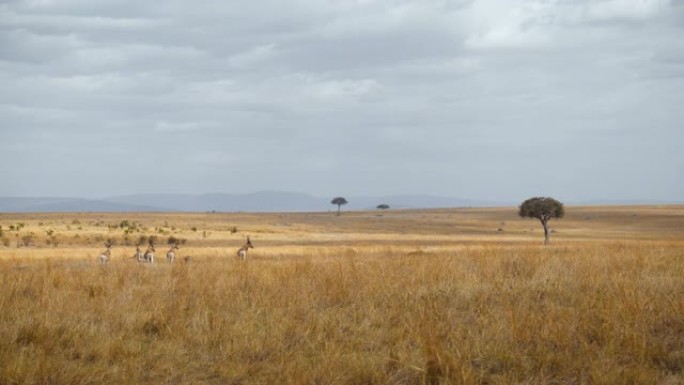 马赛马拉国家保护区的鹿群站在风景上
