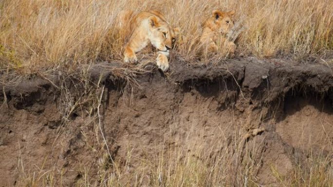 伪装的狮子和母狮在马赛马拉国家保护区的草地上躺着休息