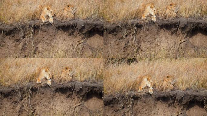 伪装的狮子和母狮在马赛马拉国家保护区的草地上躺着休息
