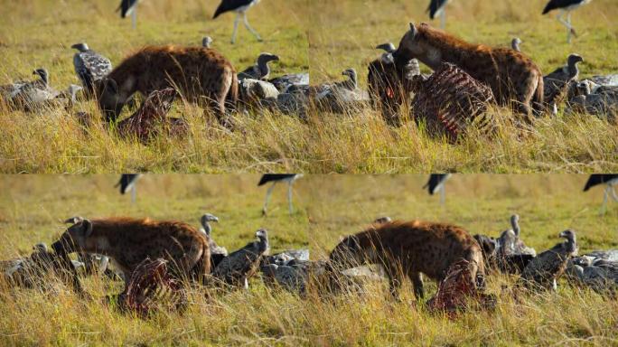 鬣狗的慢动作在被秃鹰包围的田野上吃骨头
