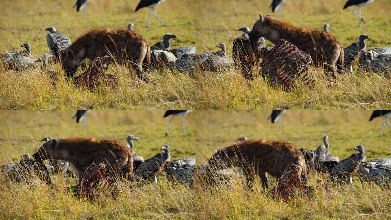 鬣狗的慢动作在被秃鹰包围的田野上吃骨头