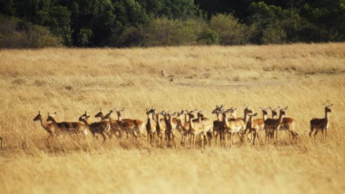 慢动作猎豹在野生动物保护区的草原上观看黑斑羚群。狩猎模式开启