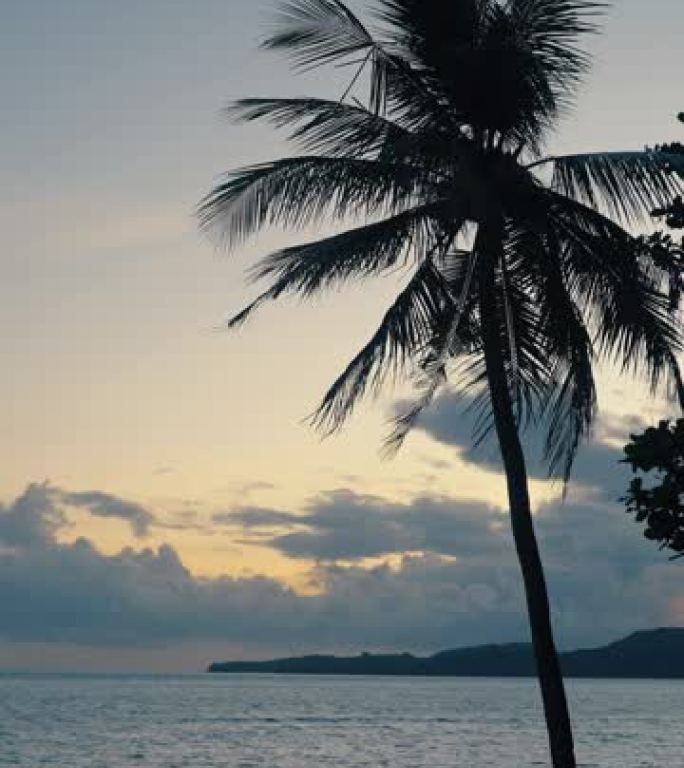 高大的棕榈树靠海剪影垂直视频