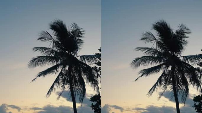 高大的棕榈树靠海剪影垂直视频