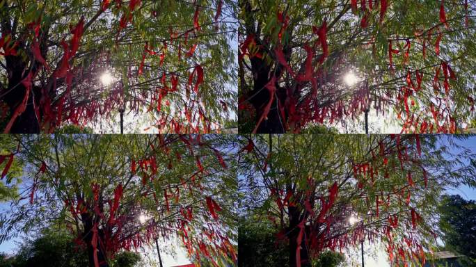 许愿树祈福树红色丝带