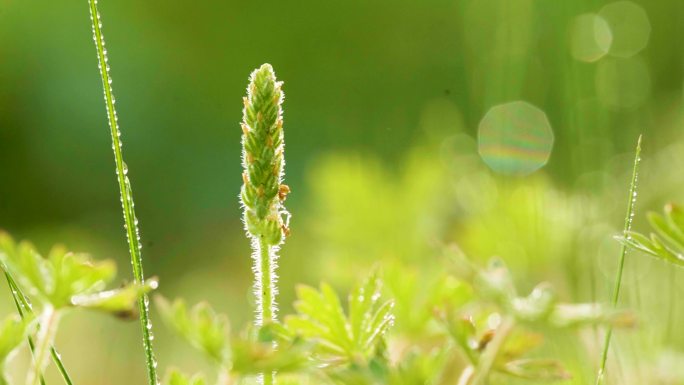 油茶种植基地林间绿植特写画面