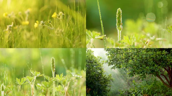 油茶种植基地林间绿植特写画面