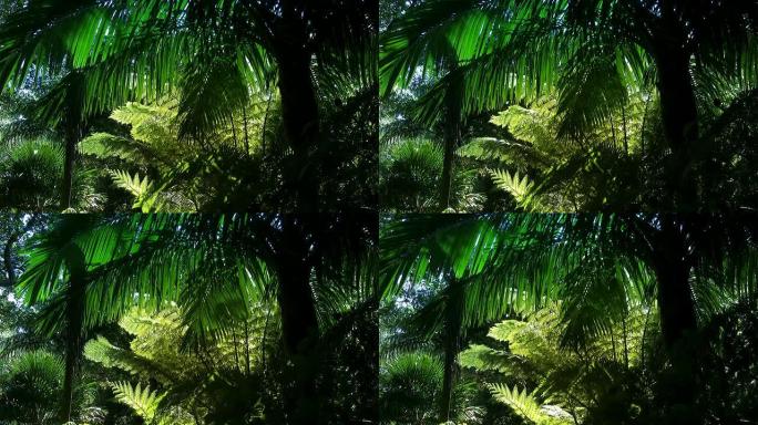 新西兰热带森林-HD720