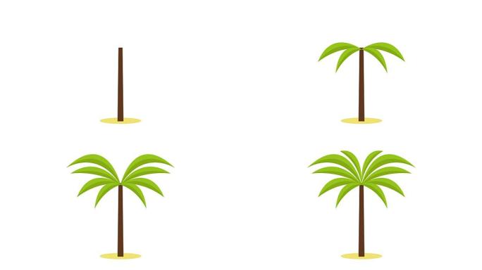 动画棕榈树/热带植物，孤立在透明背景为您的网站，网页横幅或演示文稿，现代平面设计概念风格。全高清。阿